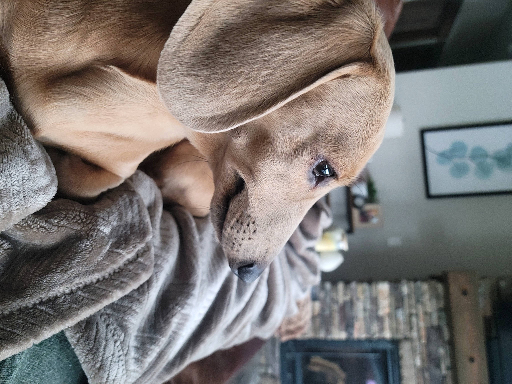 Jack joined the competition — help win amazing prizes! cap, carnivore, comfort, dog, eyelash, fashion_accessory, fawn, fedora, fur, gesture, grey, hand, hat, jaw, picture_frame, snout, sun_hat, wood, working_animal, wrinkle