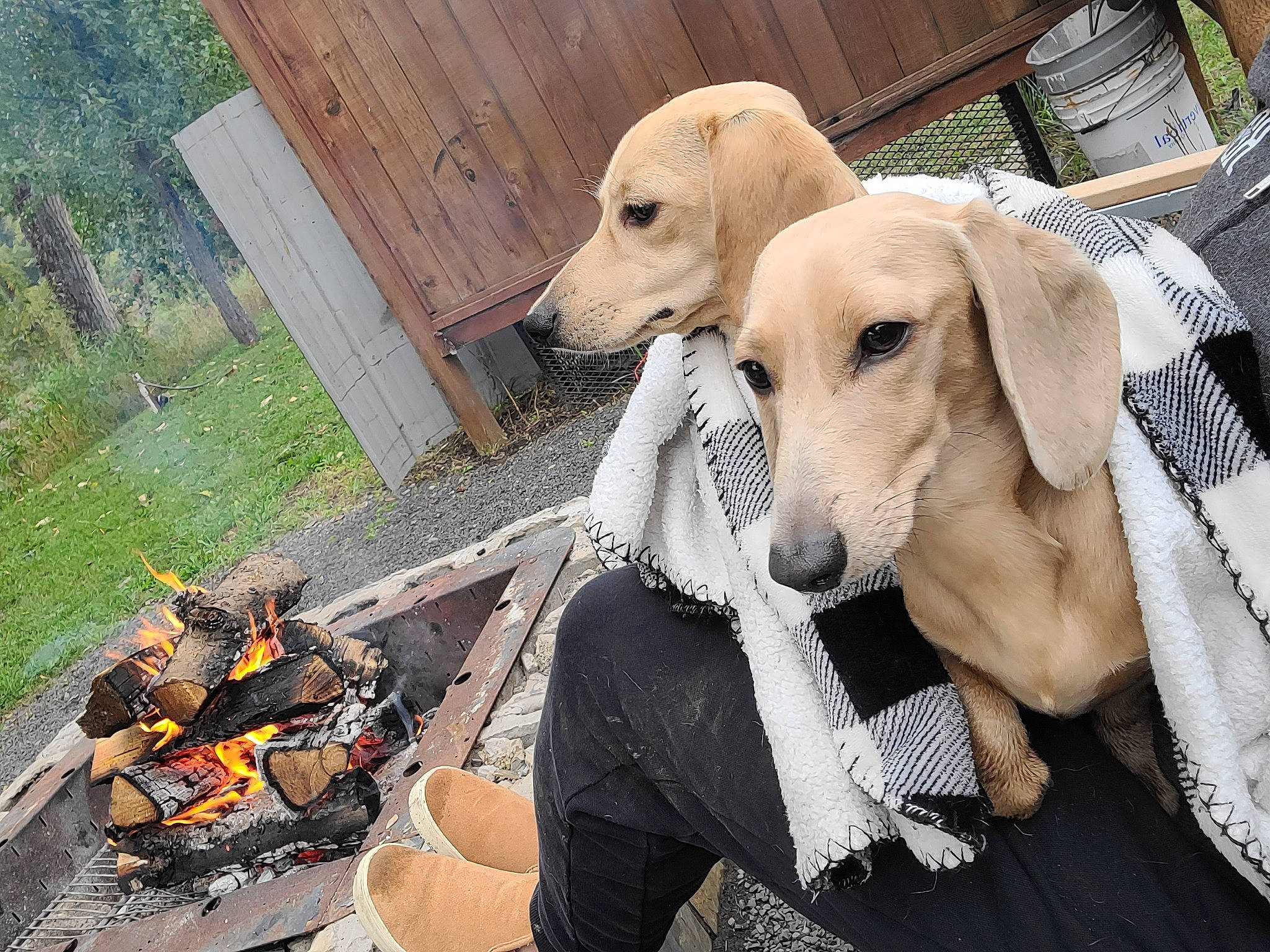 Jack joined the competition — help win amazing prizes! canidae, carnivore, collar, companion_dog, dog, dog_breed, dog_collar, dog_supply, fashion_accessory, fawn, fur, leash, metal, pet_supply, plant, recreation, snout, sporting_group, vehicle, working_animal