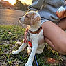 Bella a rejoint le concours — aidez-le/la à gagner de superbes lots ! puppy, dog, pet, animal, sitting, grass, outdoor, sunset, golden_hour, leash, collar, brown_and_white, companion, human, sweatshirt, butterfly, park, street, portrait, cute