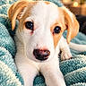 puppy, dog, canine, portrait, close_up, brown_and_white, floppy_ears, blue_eyes, black_nose, fur, blanket, cozy, indoor, warm_lighting, bokeh, cute, adorable, animal, pet, resting