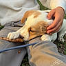 Bella participe au concours pour gagner de l'argent avec cette photo : puppy, dog, pet, animal, white_and_brown, sleepy, chewing, stick, person, hand, lap, outdoor, grass, nature, sweater, pants, leash, playing, cuddling, portrait