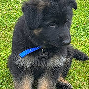 Alpha a rejoint le concours — aidez-le/la à gagner de superbes lots ! puppy, german_shepherd, dog, grass, outdoor, collar, pet, fur, cute, sitting, young, animal, mammal, black_fur, tan_fur, fluffy, nature, portrait, adorable, playful