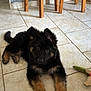 puppy, german_shepherd, dog, floor, tile, indoor, pet, fur, animal, young, cute, playful, toy, wooden_chair, curious, lying_down, ears, paws, black_and_tan, looking_up