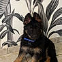 german_shepherd, puppy, dog, blue_collar, indoor, tile_floor, wall_art, black_fur, brown_fur, pet, animal, sitting, curious, young, ears_up, portrait, cute, furry, companion, domestic