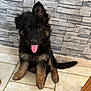Alpha participe au concours pour gagner de l'argent avec cette photo : puppy, german_shepherd, dog, tongue_out, sitting, tile_floor, indoor, fur, black_and_tan, cute, pet, animal, young, playful, ears, tail, looking_at_camera, adorable, companion, friendly
