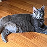 Lil Bit is registered to the contest to win money with this photo: cat, gray_cat, feline, pet, animal, green_eyes, whiskers, ears, fur, lying_down, lounging, indoor, wooden_floor, hardwood, portrait, close_up, relaxed, alert, domestic_animal, photography