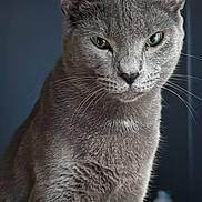Lil Bit is registered to the contest to win money with this photo: cat, gray_cat, portrait, closeup, animal, pet, feline, green_eyes, whiskers, ears, fur, short_hair, sitting, alert, staring, indoor, dark_background, photography, moody, cute