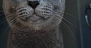 Lil Bit joined the competition — help win amazing prizes! cat, gray_cat, portrait, close_up, face, eyes, ears, whiskers, fur, muzzle, nose, indoor, animal, pet, serious, staring, feline, gray, photography, head