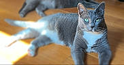 White Girl is registered to the contest to win money with this photo: cat, cats, blue_gray_fur, green_eyes, indoor, wooden_floor, sunlight, lounging, lying_down, relaxed, portrait, closeup, animal, pet, whiskers, pointed_ears, short_hair, foreground, background, natural_light