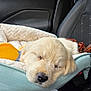 Bodhi joined the competition — help win amazing prizes! animal, car_interior, closeup, cozy, cute, dog, domestic_animal, face, fur, golden_retriever, nose, pet_bed, puppy, relaxation, rest, seat, sleeping, soft, toy, transportation