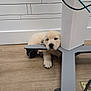 Bodhi joined the competition — help win amazing prizes! adorable, animal, calm, cute, dog, floor, furniture, golden_retriever, indoor, laying_down, office_chair, paw, pet, puppy, resting, sleepy, wheel, white_wall, wooden_floor, young