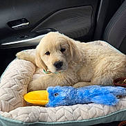 Bodhi is registered to the contest to win money with this photo: animal, canine, car_interior, comfort, cute, dog, furry, golden_retriever, indoor, leash, pet_bed, plush_toy, puppy, relaxed, resting, seat, soft_texture, toy, vehicle, young_dog