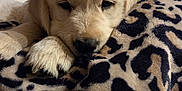Bodhi joined the competition — help win amazing prizes! adorable, animal, blanket, close_up, comfort, cozy, cute, dog, fur, golden_retriever, home, indoor, leopard_print, paw, pet, puppy, relaxation, resting, sleepy, soft
