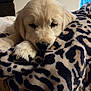 adorable, animal, blanket, close_up, comfort, cozy, cute, dog, fur, golden_retriever, home, indoor, leopard_print, paw, pet, puppy, relaxation, resting, sleepy, soft