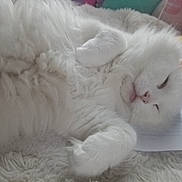 Yeti joined the competition — help win amazing prizes! animal, cat, close_up, cozy, cute, domestic, feline, fluffy, fur, indoor, lying_down, notebook, paw, pet, relaxed, resting, sleepy, soft_surface, tongue_out, white_cat