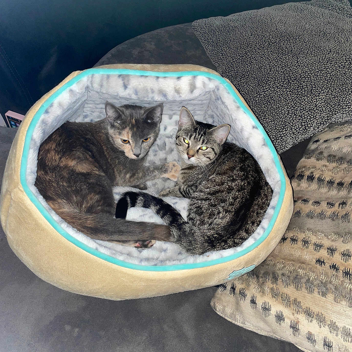 Nala is registered to the contest to win money with this photo: animal, blanket, canine, cat, dog, dogbed, furniture, kitten, manx, pet