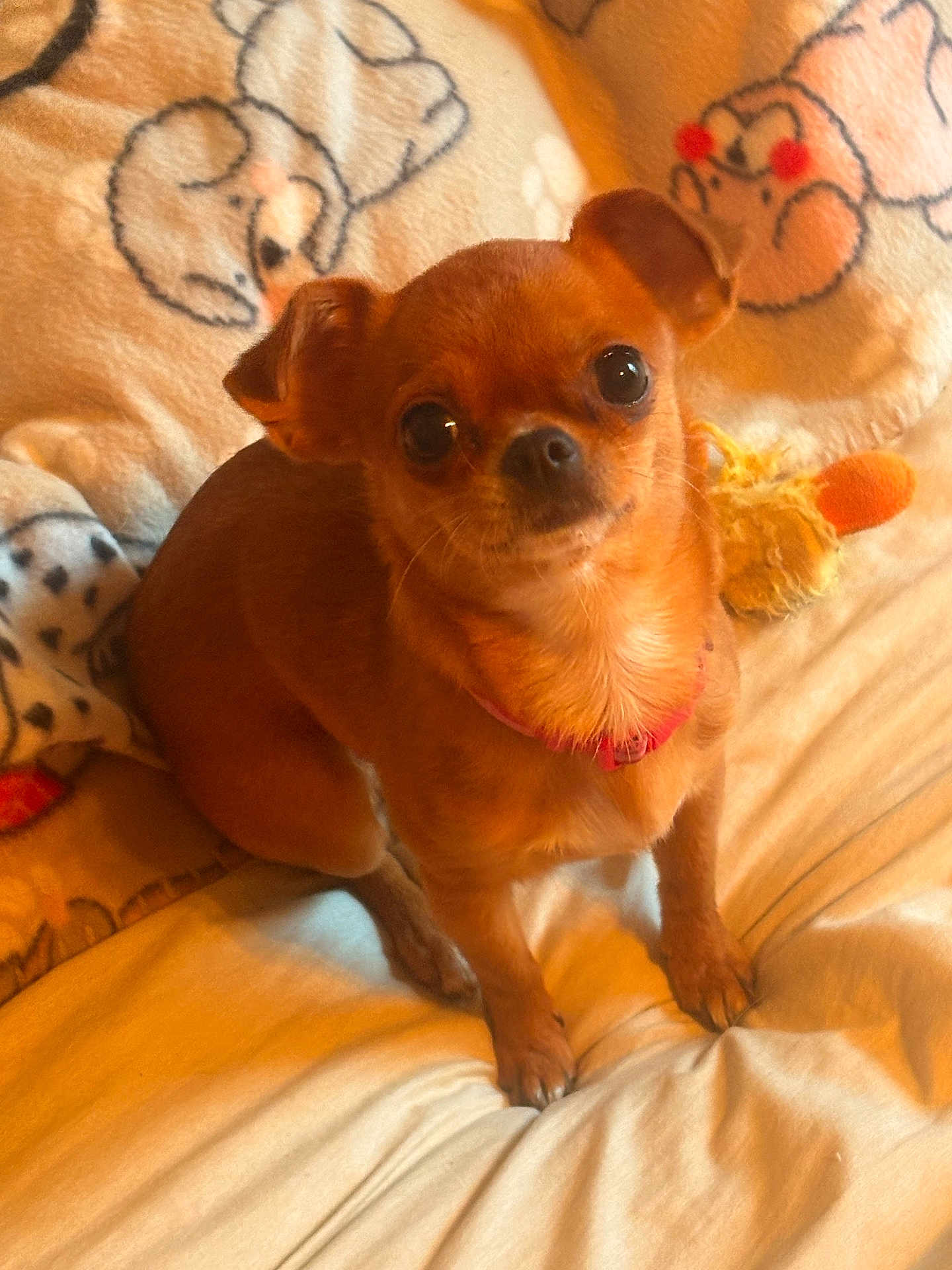 Mini is registered to the contest to win money with this photo: dog, small_dog, brown_dog, pet, animal, cute, blanket, plush_toy, indoor, cozy, fur, looking_up, sitting, companion, domestic_animal, canine, cute_pet, toy, relaxed, friendly