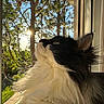 Jingil a rejoint le concours — aidez-le/la à gagner de superbes lots ! cat, fluffy, black_and_white, window, sunlight, trees, outdoor, nature, sky, daylight, pet, animal, curious, portrait, feline, closeup, whiskers, ears, greenery, sunshine