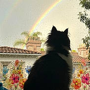 Jingil a rejoint le concours — aidez-le/la à gagner de superbes lots ! cat, rainbow, window, rain, raindrops, flowers, silhouette, black_and_white, pet, indoor, cozy, blanket, nature, sky, house, roof, tree, colorful, decals, calm