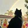 cat, rainbow, window, rain, raindrops, flowers, silhouette, black_and_white, pet, indoor, cozy, blanket, nature, sky, house, roof, tree, colorful, decals, calm