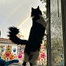 cat, window, rain, rainbow, flowers, indoor, black_and_white, feline, paw, curtains, decorations, double_rainbow, house, sky, nature, tail, animal, pet, home, glass