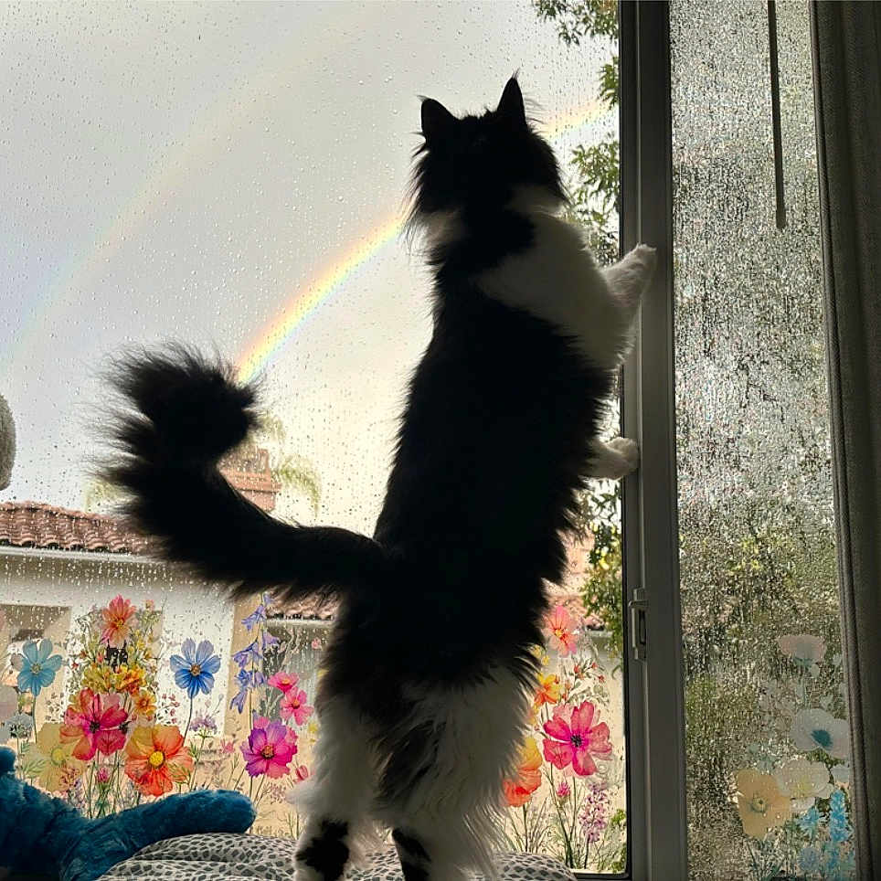 Jingil participe au concours pour gagner de l'argent avec cette photo : cat, window, rain, rainbow, flowers, indoor, black_and_white, feline, paw, curtains, decorations, double_rainbow, house, sky, nature, tail, animal, pet, home, glass