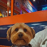 Mikki is registered to the contest to win money with this photo: dog, bow_tie, pet_clothing, indoor, restaurant, booth, orange, blue, wall_decor, mounted_deer_head, sign, leash, fur, cute, small_dog, seated, portrait, canine, animal, cozy
