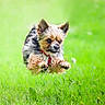 dog, small_dog, jumping, grass, greenery, outdoor, pet, fur, collar, playful, active, animal, cute, energetic, nature, mammal, running, canine, field, daytime
