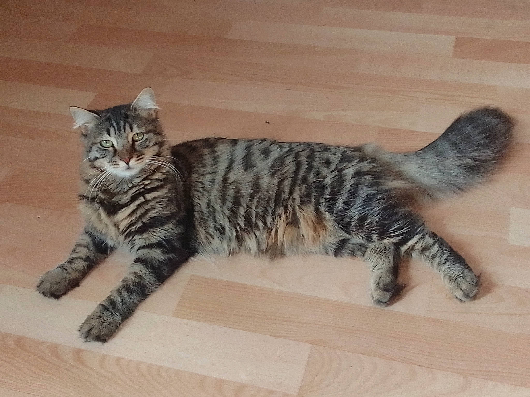 Hermione participe au concours pour gagner de l'argent avec cette photo : carnivore, cat, claw, domestic_short_haired_cat, felidae, flooring, foot, fur, hardwood, paw, small_to_medium_sized_cats, tail, terrestrial_animal, whiskers, wood