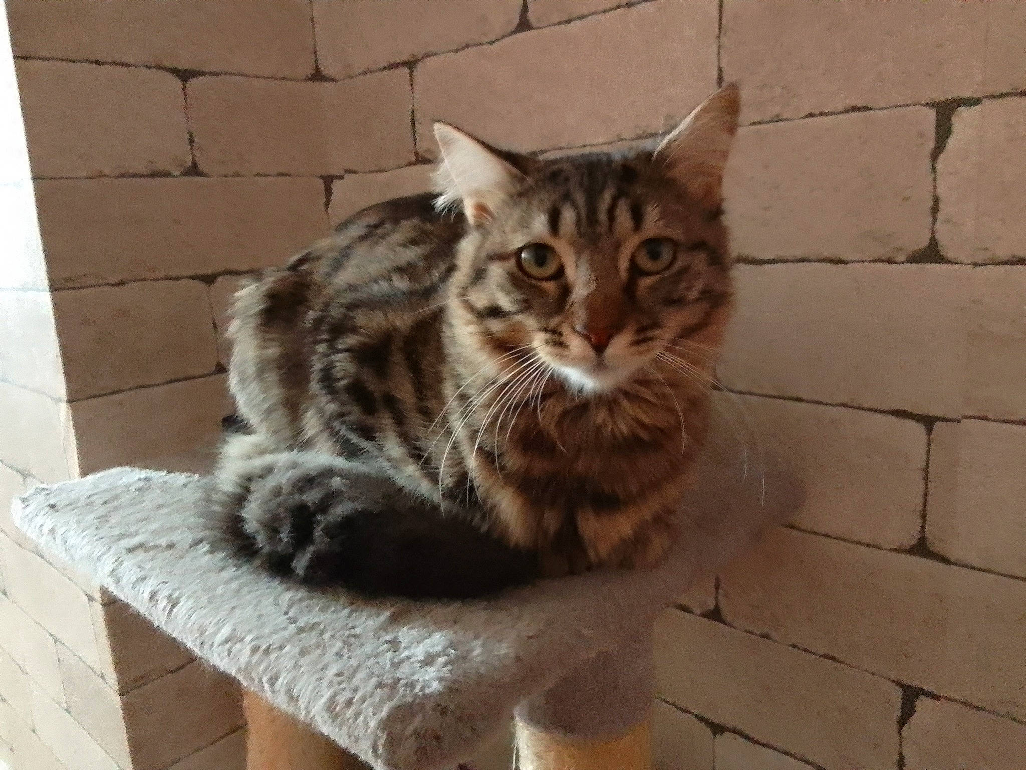 Hermione a rejoint le concours — aidez-le/la à gagner de superbes lots ! brick, brickwork, carnivore, cat, claw, domestic_short_haired_cat, door, felidae, flooring, fur, grey, sitting, small_to_medium_sized_cats, snout, table, tail, terrestrial_animal, whiskers, window, wood