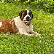 Karma Rae joined the competition — help win amazing prizes! dog, st_bernard, grass, greenery, outdoor, pet, canine, animal, nature, leaf, lawn, relaxing, tongue_out, fur, mammal, summer, resting, friendly, large_dog, happy