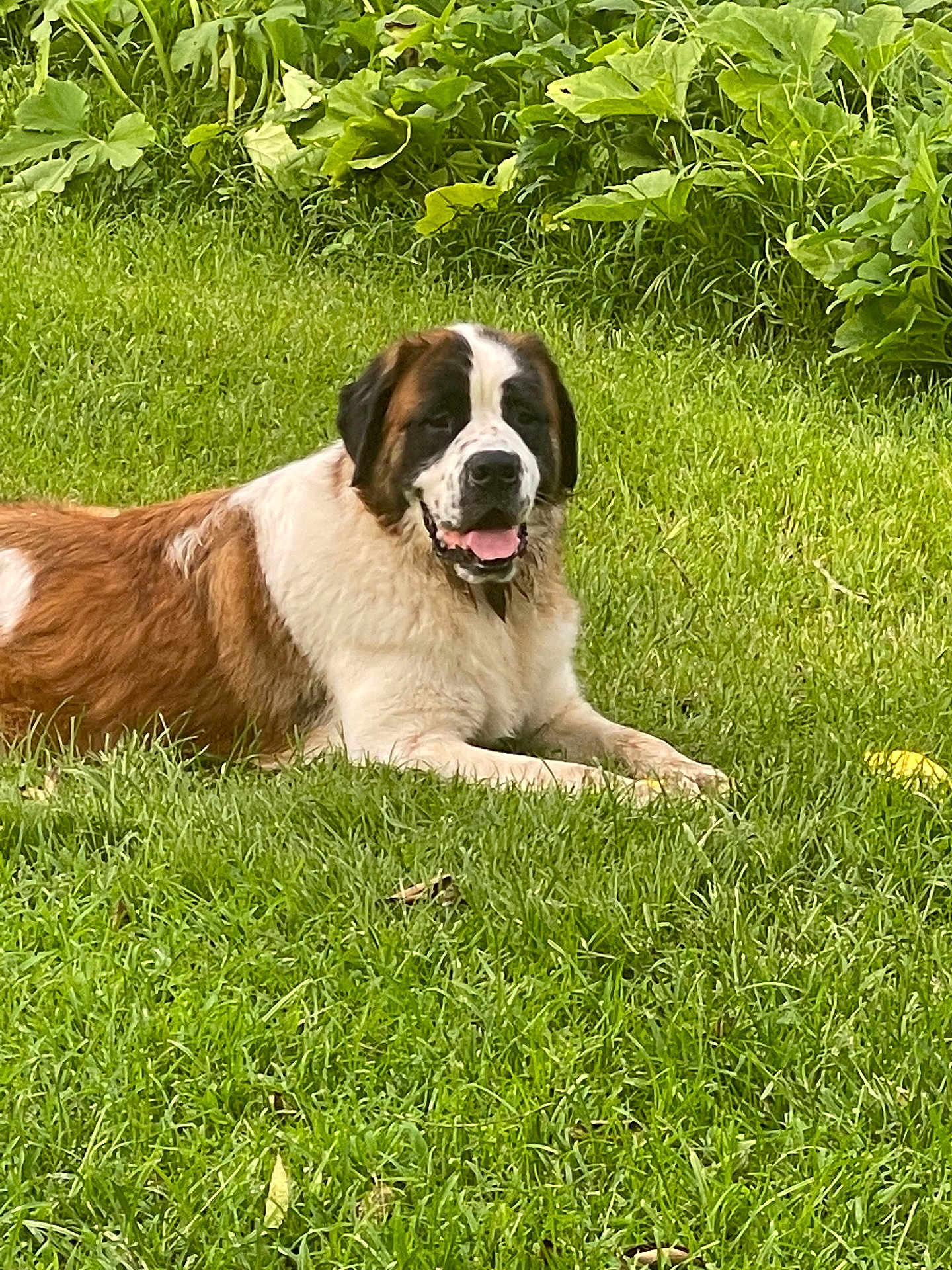 Karma Rae