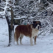 Sybil Lee is registered to the contest to win money with this photo: animal, branches, brown, canine, cold, daytime, dog, fur, landscape, nature, outdoor, park, pet, quiet, saint_bernard, snow, snow_covered, tree, white, winter