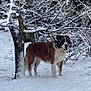 animal, branches, brown, canine, cold, daytime, dog, fur, landscape, nature, outdoor, park, pet, quiet, saint_bernard, snow, snow_covered, tree, white, winter