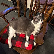 Willy is registered to the contest to win money with this photo: cat, gray_cat, white_cat, wooden_chair, cushion, red_and_black_checkered, indoor, carpet, furniture, pet, resting, relaxed, animal, cozy, armrest, domestic_cat, fur, whiskers, paw, household