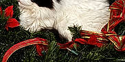 Gemma joined the competition — help win amazing prizes! cat, black_and_white_cat, fluffy_cat, christmas_wreath, poinsettias, red_ribbon, holiday_decor, indoor, carpet, blue_background, yellow_eyes, pet, animal, festive, cozy, holiday, relaxed, fur, cute, domestic_cat