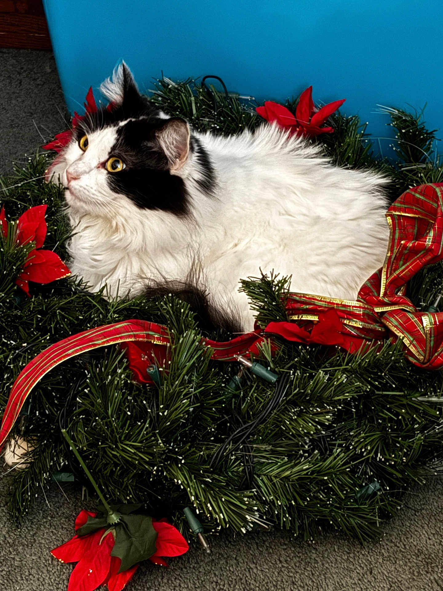 Gemma joined the competition — help win amazing prizes! cat, black_and_white_cat, fluffy_cat, christmas_wreath, poinsettias, red_ribbon, holiday_decor, indoor, carpet, blue_background, yellow_eyes, pet, animal, festive, cozy, holiday, relaxed, fur, cute, domestic_cat