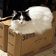 Gemma joined the competition — help win amazing prizes! cat, black_and_white, fluffy, cardboard_box, indoor, flooring, patterned_floor, bottled_water_box, curious, pet, feline, domestic_cat, sitting, close_up, whiskers, eyes, fur, household, wooden_chair, cozy