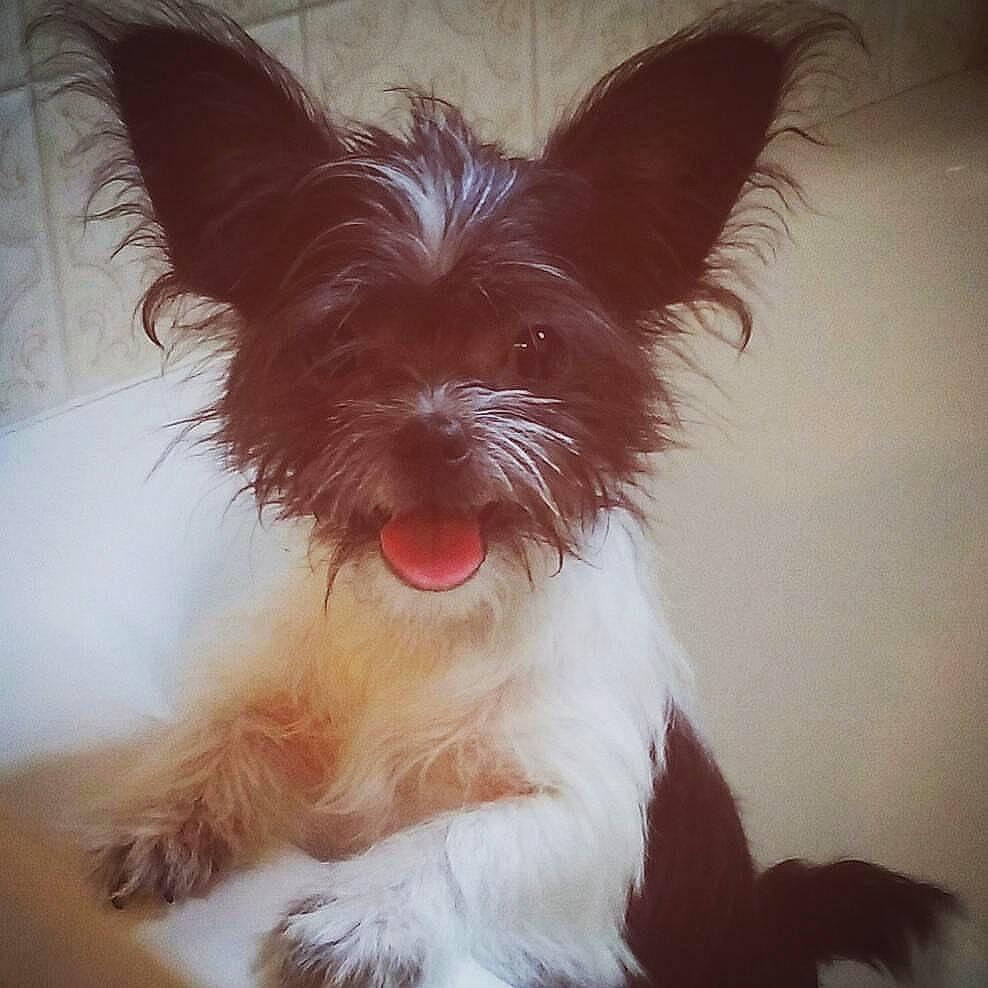 Bea is registered to the contest to win money with this photo: canidae, carnivore, companion_dog, dog, dog_breed, dog_supply, ear, fawn, fur, liver, paw, small_terrier, snout, sporting_group, square, tail, terrestrial_animal, toy_dog, whiskers, working_animal