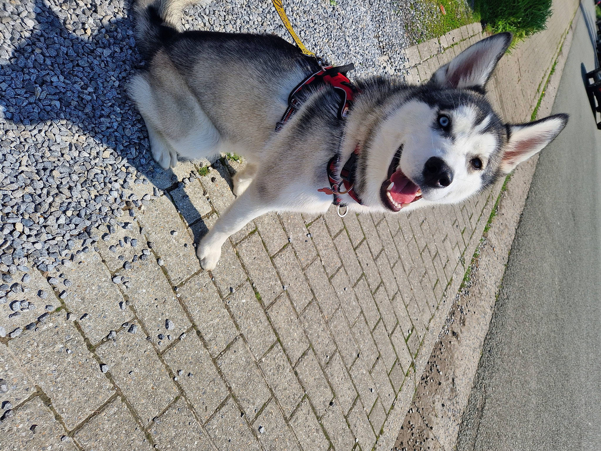 Togo participe au concours pour gagner de l'argent avec cette photo : canidae, carnivore, collar, companion_dog, dog, dog_breed, dog_collar, fashion_accessory, grey, leash, pet_supply, road_surface, siberian_husky, sled_dog, snout, sporting_group, tail, wood, working_animal, working_dog