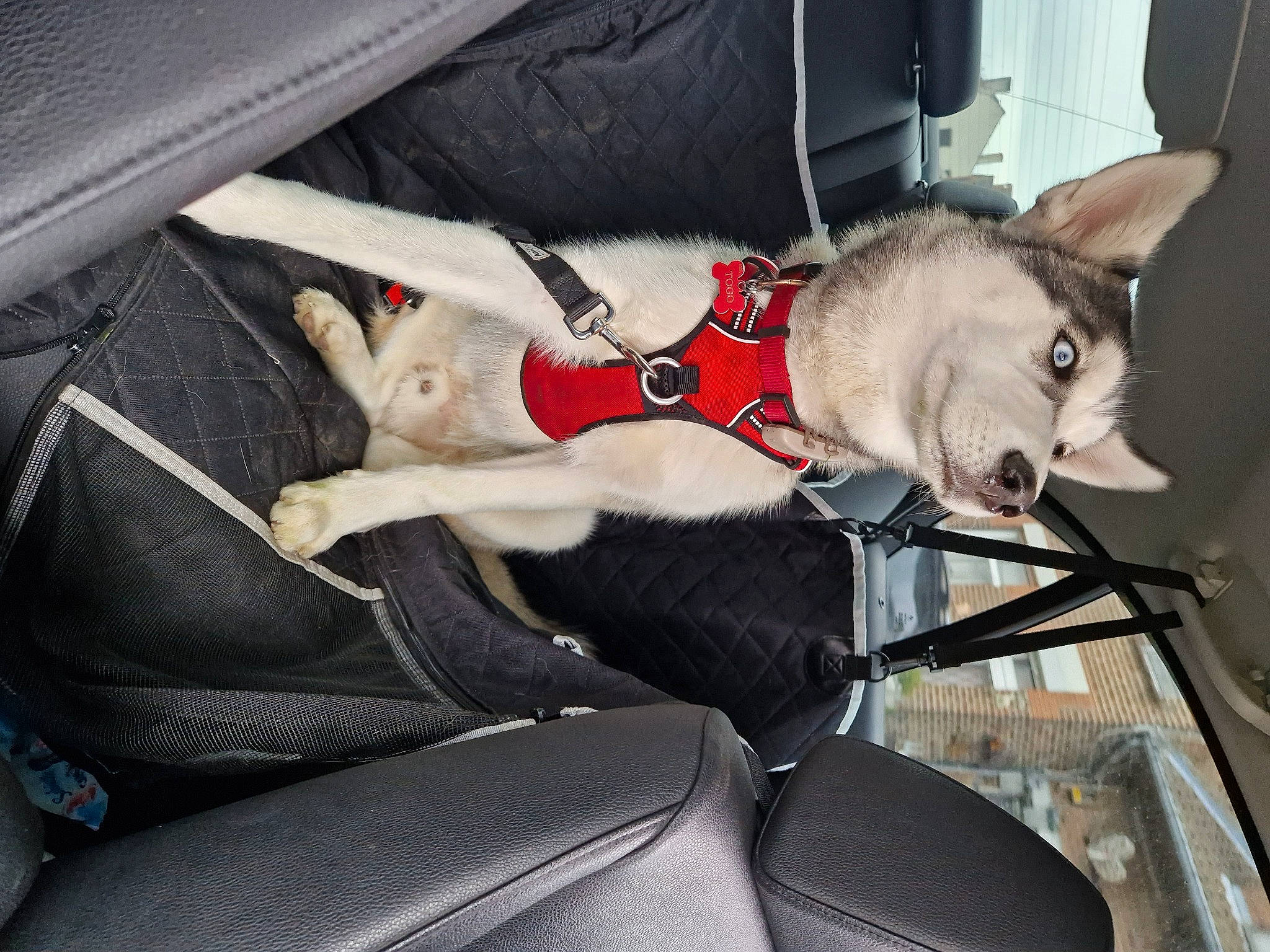 Togo a rejoint le concours — aidez-le/la à gagner de superbes lots ! auto_part, automotive_exterior, canidae, car, car_seat, carmine, carnivore, collar, comfort, companion_dog, dog, dog_breed, fawn, human_leg, motor_vehicle, sporting_group, tail, vehicle, vehicle_door, windshield