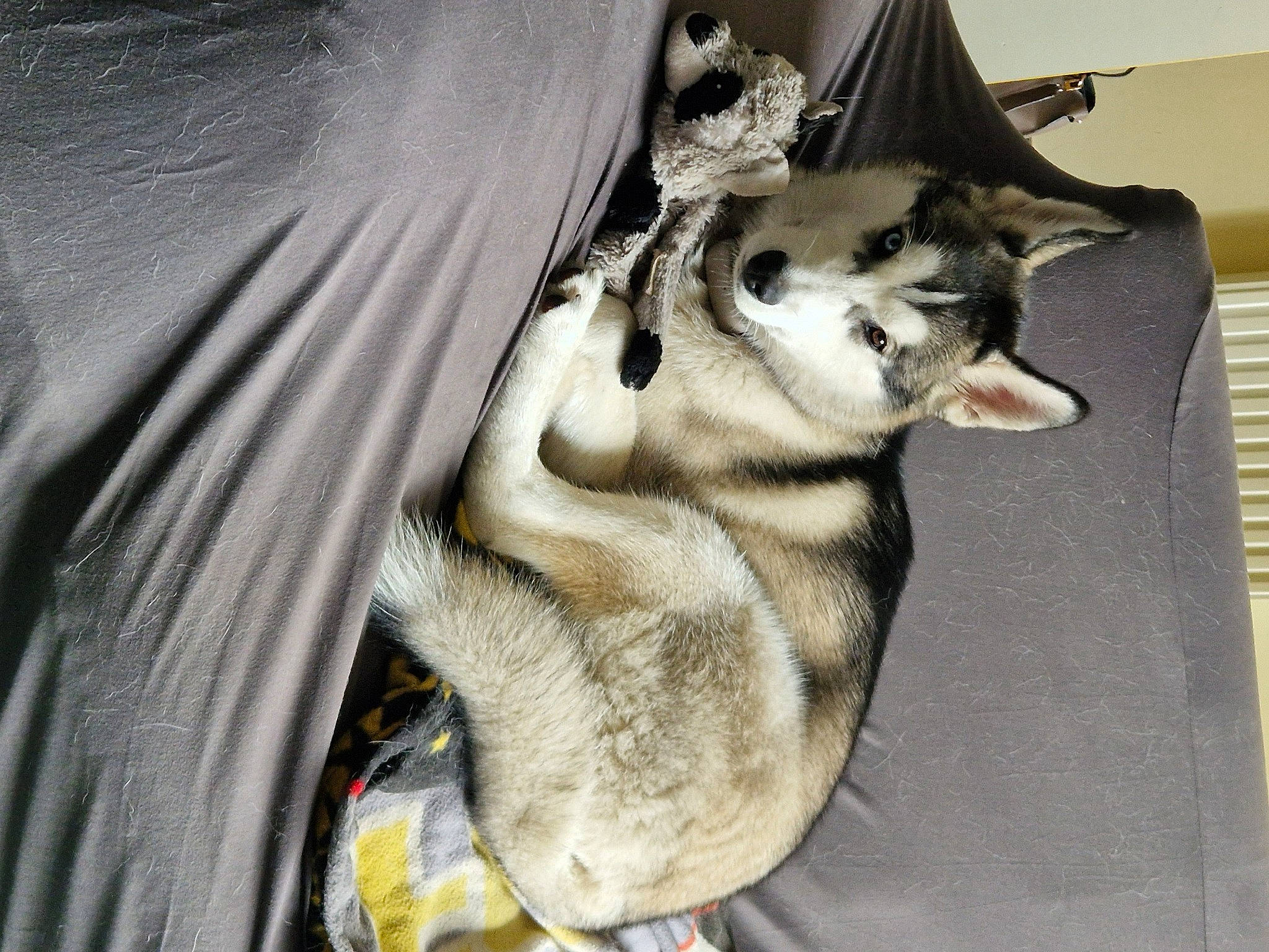 Togo a rejoint le concours — aidez-le/la à gagner de superbes lots ! canidae, carnivore, comfort, couch, dog_breed, domestic_short_haired_cat, eye, fawn, felidae, fur, grey, head, jaw, paw, sled_dog, small_to_medium_sized_cats, snout, sporting_group, tail, whiskers