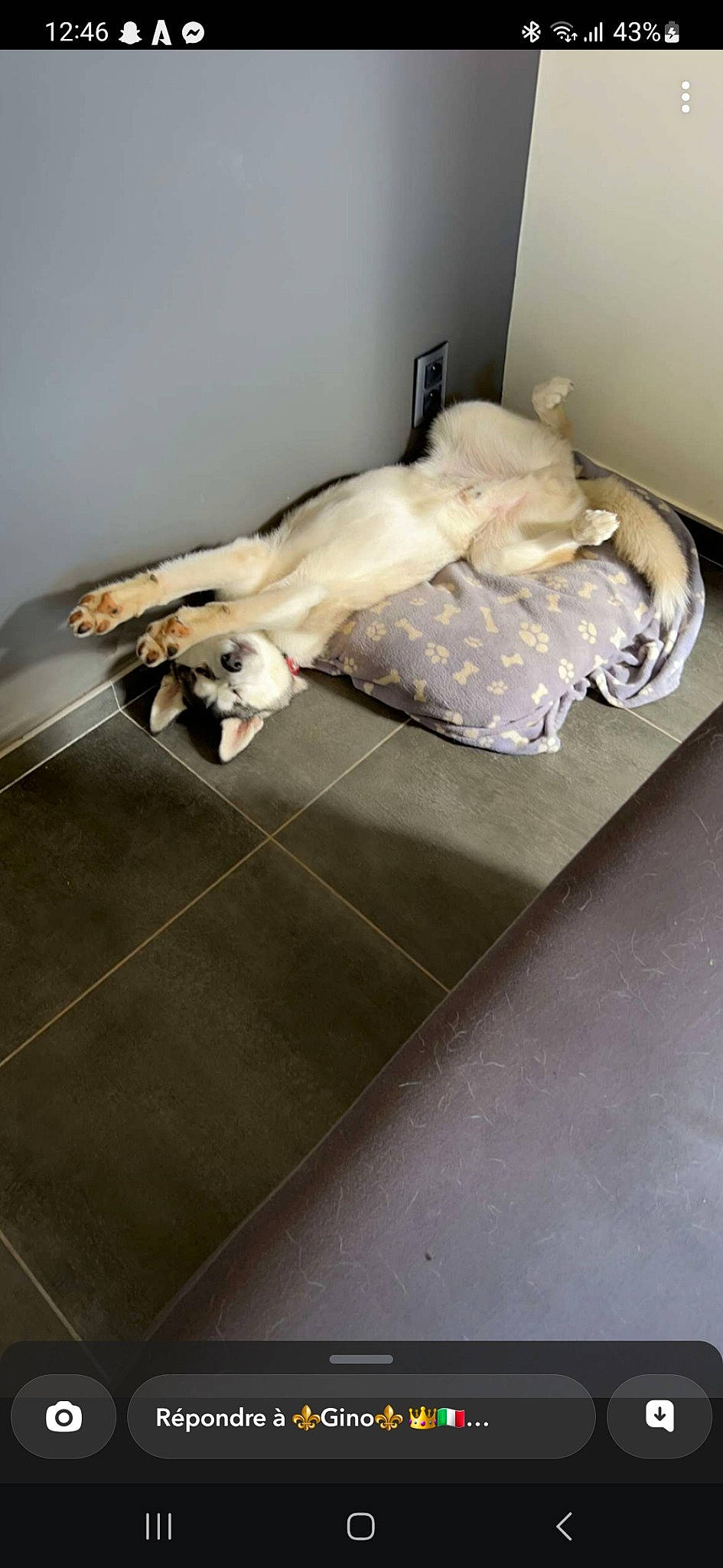 Togo participe au concours pour gagner de l'argent avec cette photo : bed_sheet, bedding, carnivore, comfort, companion_dog, couch, dog, dog_breed, fawn, felidae, floor, flooring, hardwood, linens, room, sporting_group, studio_couch, tail, wood, wood_flooring