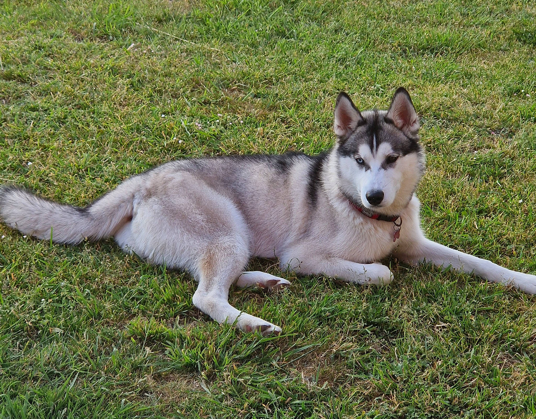 Togo a rejoint le concours — aidez-le/la à gagner de superbes lots ! ancient_dog_breeds, canidae, canis, carnivore, companion_dog, dog, dog_breed, foot, grass, non_sporting_group, siberian_husky, sled_dog, snout, sporting_group, tail, terrestrial_animal, wolf, working_animal, working_dog