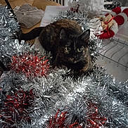 Happy a rejoint le concours — aidez-le/la à gagner de superbes lots ! cat, tortoiseshell, tinsel, decoration, silver, red, table, chair, indoor, holiday, festive, santa_doll, cozy, fur, animal, pet, curious, black, brown, green_eyes