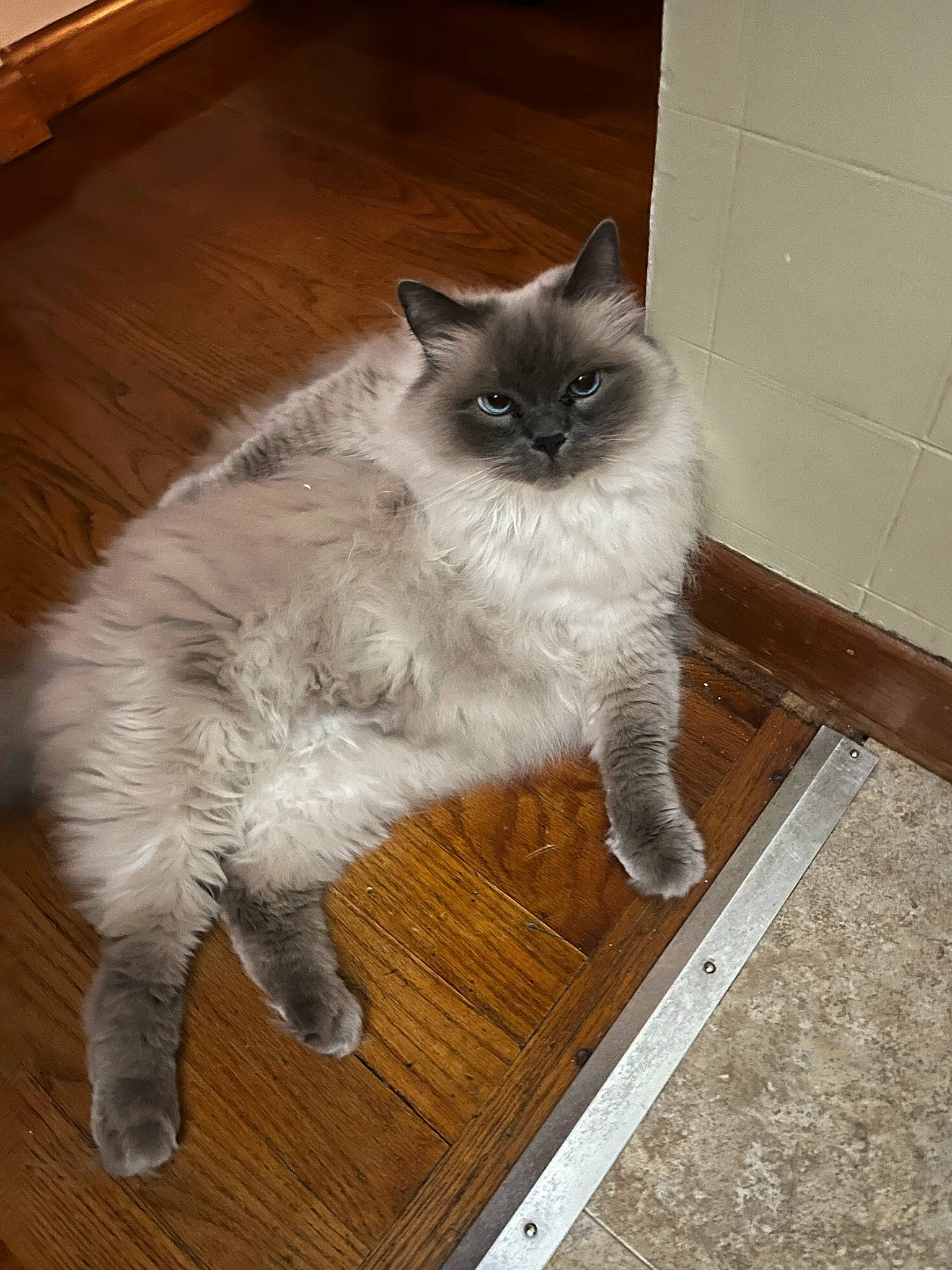 Mia is registered to the contest to win money with this photo: carnivore, cat, door_mat, fawn, felidae, floor, flooring, foot, fur, gas, grey, hardwood, laminate_flooring, siamese, small_to_medium_sized_cats, tail, terrestrial_animal, whiskers, wood, wood_flooring
