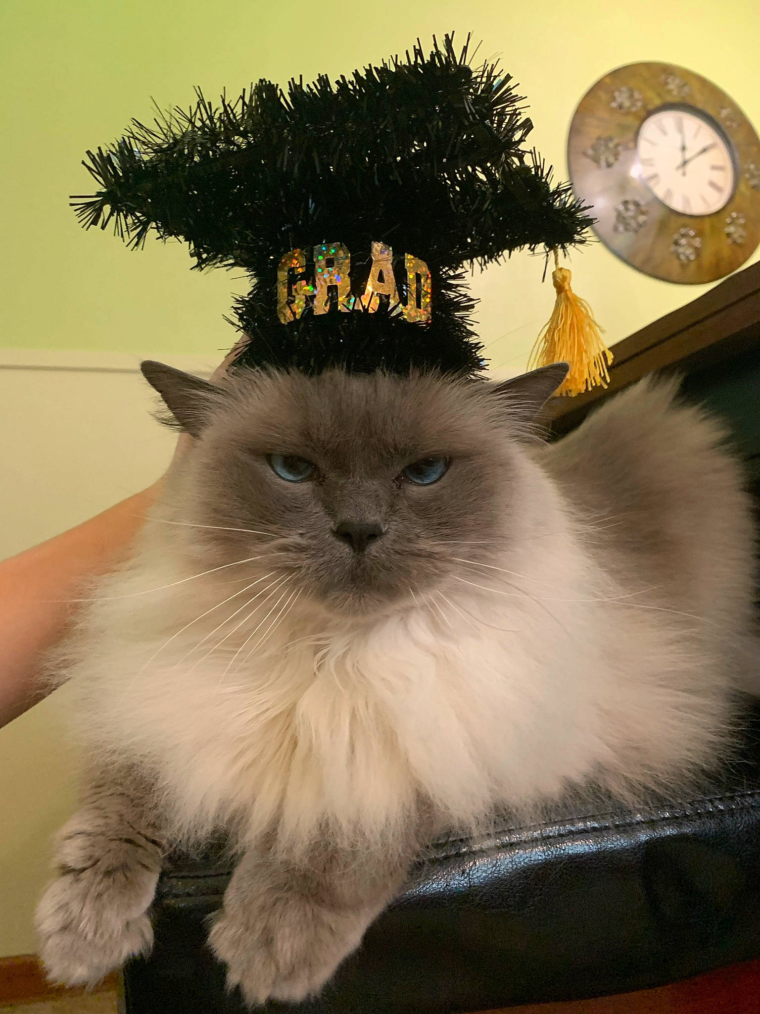 Mia joined the competition — help win amazing prizes! birman, carnivore, cat, fawn, felidae, fur, plant, siamese, small_to_medium_sized_cats, snout, tail, terrestrial_animal, whiskers