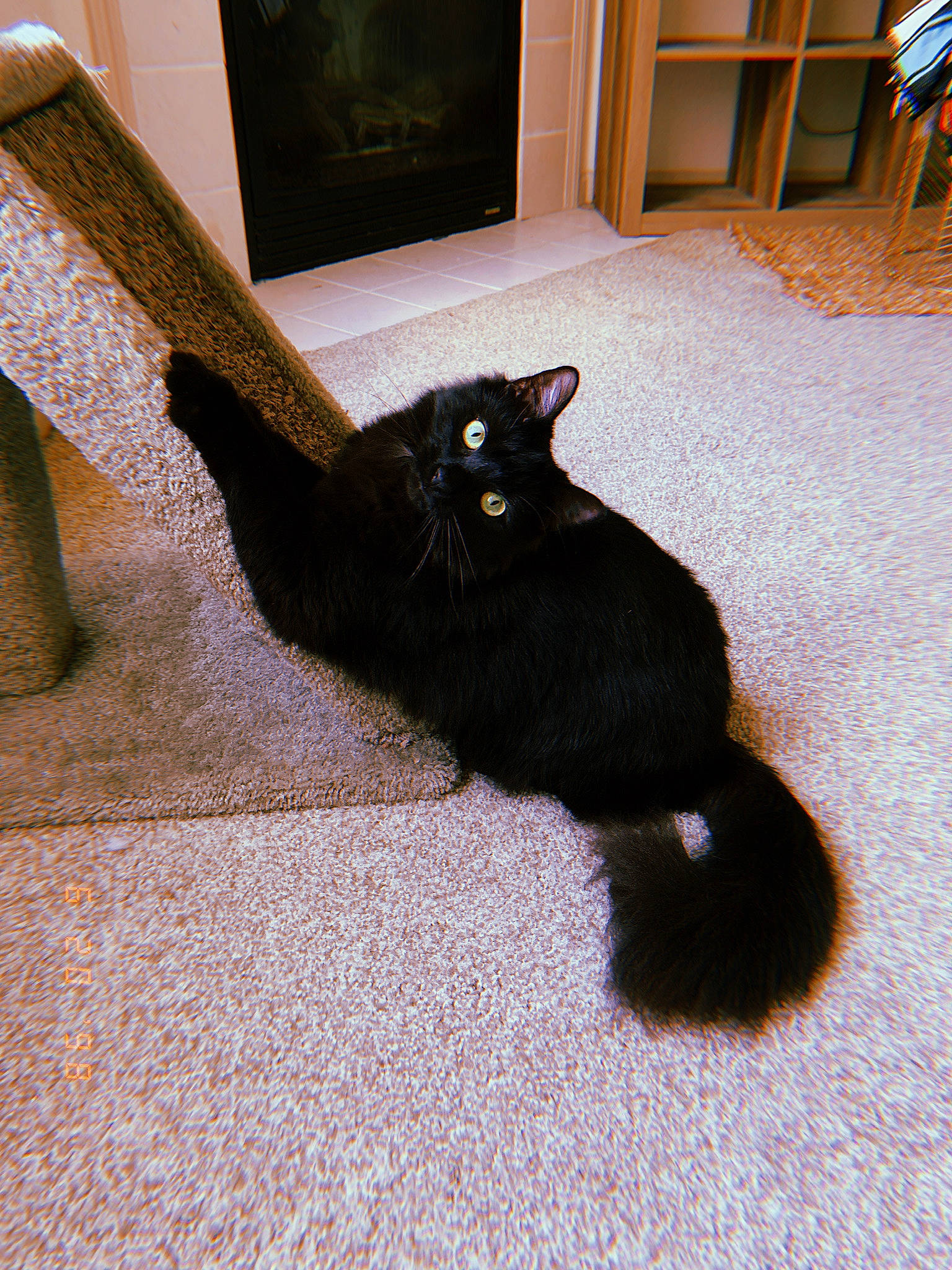 Ezra joined the competition — help win amazing prizes! black_cat, bombay, carnivore, cat, cat_supply, claw, comfort, domestic_short_haired_cat, felidae, floor, flooring, fur, hardwood, paw, room, small_to_medium_sized_cats, tail, terrestrial_animal, whiskers, wood