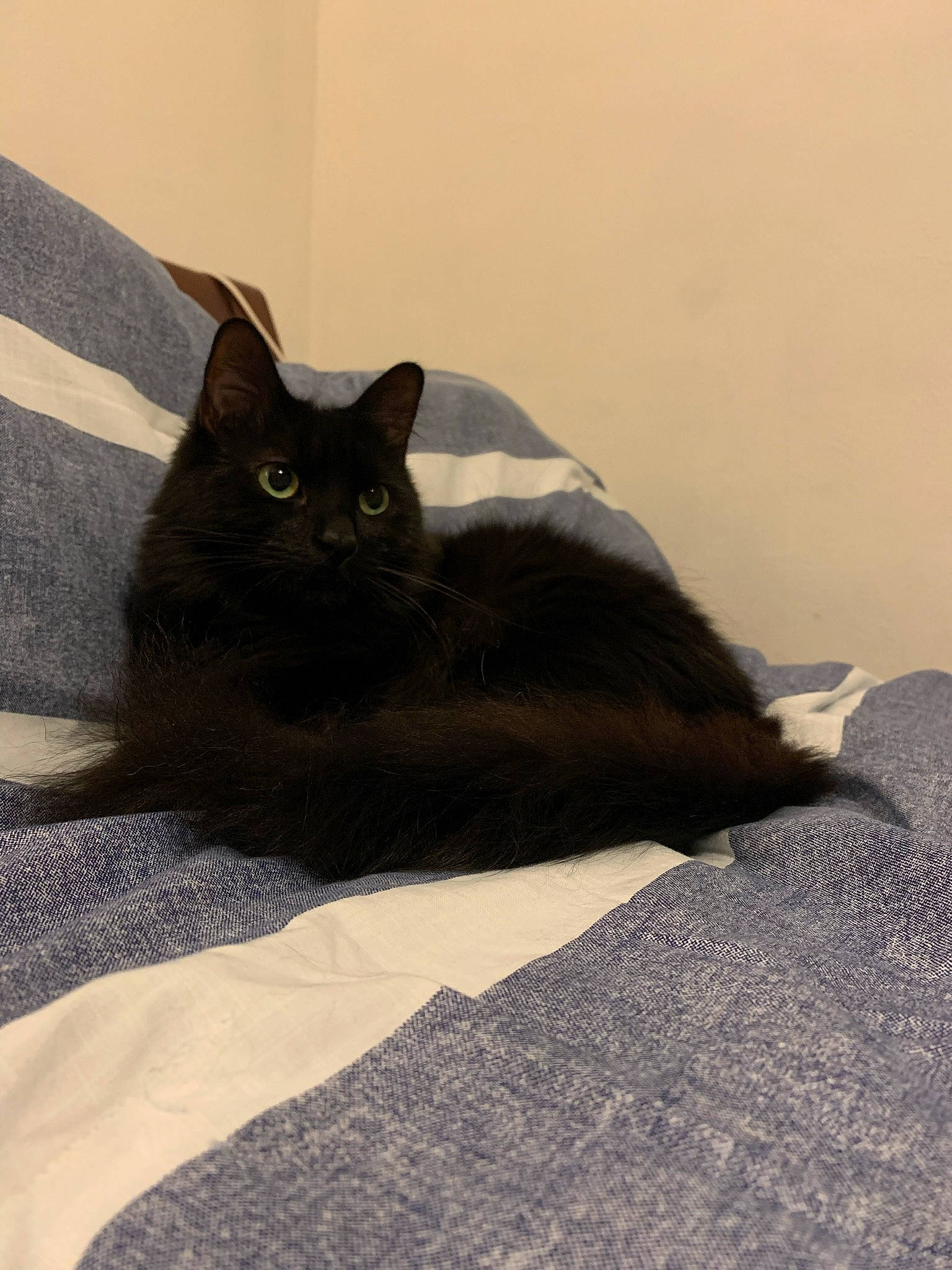 Ezra joined the competition — help win amazing prizes! black_cat, bombay, carnivore, cat, claw, comfort, domestic_short_haired_cat, felidae, fur, grey, linens, nap, shadow, sitting, small_to_medium_sized_cats, snout, tail, tints_and_shades, whiskers, wood