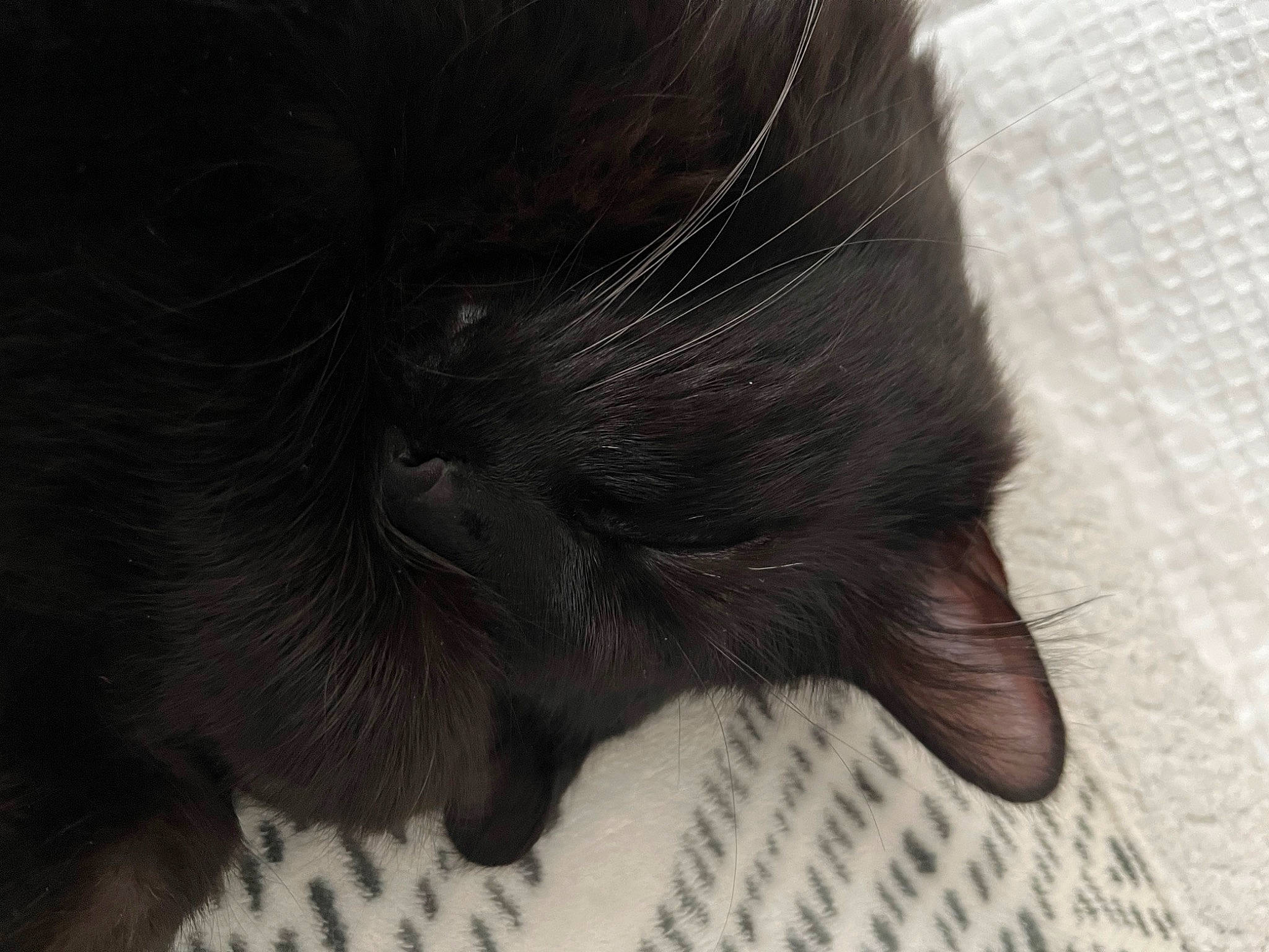 Ezra is registered to the contest to win money with this photo: black_cat, carnivore, cat, claw, comfort, domestic_short_haired_cat, felidae, foot, fur, grey, paw, small_to_medium_sized_cats, tail, terrestrial_animal, whiskers, working_animal